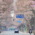 梦见黑鸡共建“花园城市” 北京这场议政会“百花齐放”